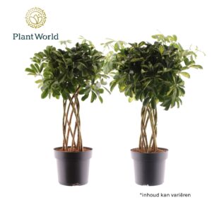 Schefflera Schefflera koker mix (Gold Capella & Compacta Nora)
(1 Plants/Order)(24cmP 85cmH)