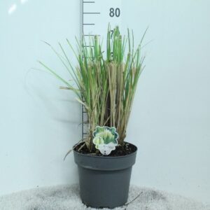 Cortaderia selloana Pumila Cortaderia selloana 'Pumila' P29
(1 Plants/Order)(29cmP 70cmH)