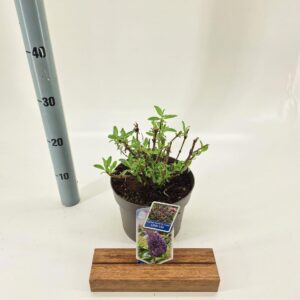 Buddleja Butterfly Candy Little Lil Buddleja d. Butt. Candy® Little lilac ('BotEx 004'PBR)
(1 Plants/Order)(19cmP 30cmH)