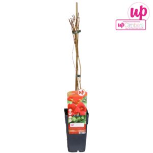 Campsis radicans Campsis radicans P15
(10 Plants/Order)(15cmP 65cmH)