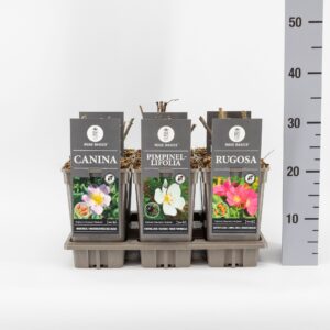 Rosa rugosa pink Basics Botanisch mix, C3
(6 Plants/Order)(17cmP 35cmH)