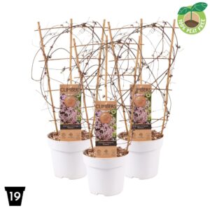 Clematis var. rubens Clematis montana 'Rubens' P19 op Rack
(1 Plants/Order)(19cmP 60cmH)