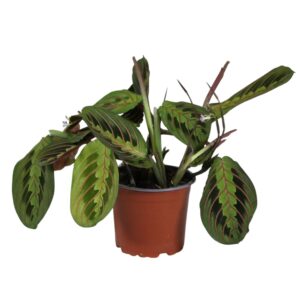 Maranta Fascinator Maranta leuconeura 'Fascinator' tricolor
(10 Plants/Order)(12cmP 30cmH)