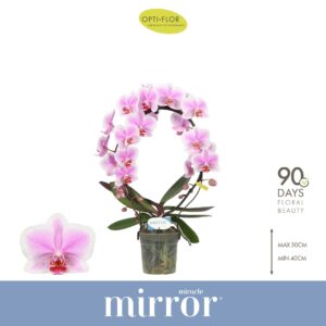 Phalaenopsis other Mirror Miracle Jasmine 2 spike
(5 Plants/Order)(12cmP 50cmH)