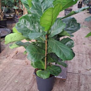 Ficus lyrata Ficus Lyrata toef 130
(1 Plants/Order)(30cmP 130cmH)