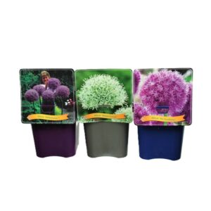 Allium mixed Allium mix laag C5
(1 Plants/Order)(21cmP 35cmH)