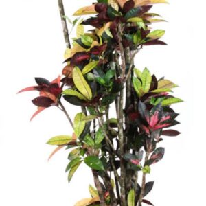 Codiaeum Mrs Iceton Codiaeum Mrs Iceton busch P40
(1 Plants/Order)(40cmP 190cmH)