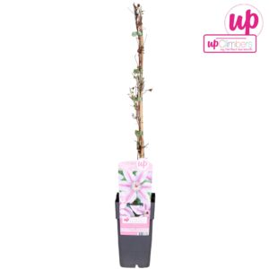 Clematis Nelly Moser Clematis Nelly Moser P15
(10 Plants/Order)(15cmP 65cmH)