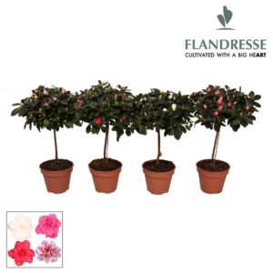 Rhododendron mix Azalea Flandresse® stam 'gemengd' 20 - 22 cm
(6 Plants/Order)(13cmP 45cmH)