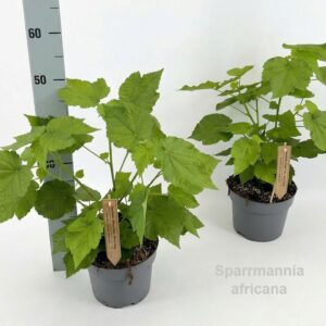 Sparmannia africana Sparrmannia africana 19cm [Kamerlinde]
(4 Plants/Order)(19cmP 45cmH)