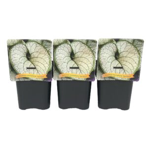 Brunnera Brunnera macr. 'Sea Heart' C5
(1 Plants/Order)(21cmP 35cmH)