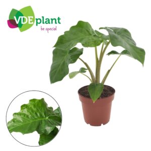 Alocasia Low Rider Alocasia Low Rider p12
(6 Plants/Order)(12cmP 40cmH)
