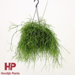 Rhipsalis baccifera 'Oasis' Rhipsalis baccifera 'Oasis'
(7 Plants/Order)(15cmP 35cmH)