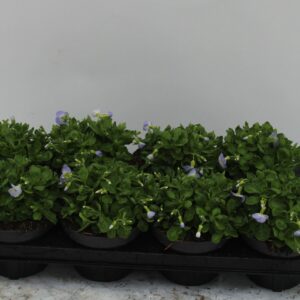 Aubrieta Florado Blue Blush Bicolou Aubrieta bleu blussh
(8 Plants/Order)(13cmP 20cmH)
