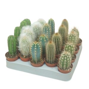 Cereus Cereus mix 5,5 cm op rij
(20 Plants/Order)(5.5cmP 8cmH)