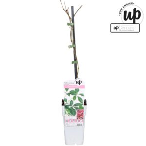 Parthenocissus henryana Parthenocissus henryana P15
(10 Plants/Order)(15cmP 65cmH)