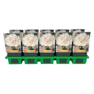 Paeonia Paeonia lactiflora 'Festiva Maxima' P11
(10 Plants/Order)(11cmP 25cmH)