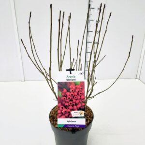 Aronia arbutifolia Aronia arb. 'Brilliant' 50-60C5
(1 Plants/Order)(23cmP 70cmH)