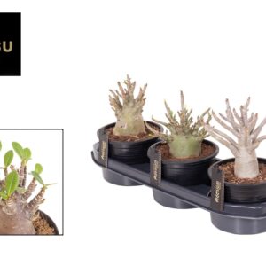 Adenium Baobab Adenium "Ansu" Baobab
(3 Plants/Order)(15cmP 30cmH)