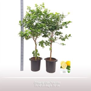Citrus limon Citroen op stam
(1 Plants/Order)(40cmP 200cmH)
