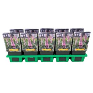 Veronica other Veronica 'Candela Pink' P11
(10 Plants/Order)(11cmP 25cmH)