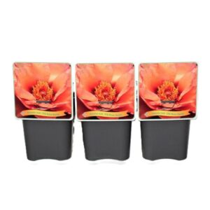 Paeonia (Itoh Grp) Old pink Dandy Paeonia Itoh 'Old pink Dandy' C5
(1 Plants/Order)(21cmP 35cmH)