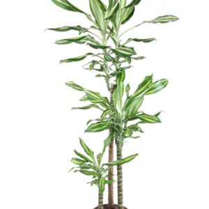 Dracaena fragrans Dracaena Silver Dream 90-60-30
(1 Plants/Order)(24cmP 150cmH)