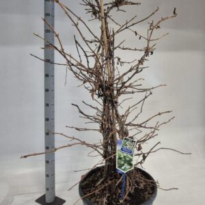 Hydrangea anomala petiolaris Hydrangea anomala petiolaris --gestokt 130 cm
(1 Plants/Order)(40cmP 175cmH)