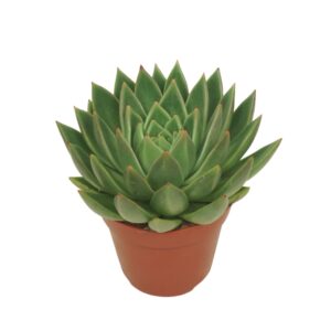 Echeveria agavoides Echeveria agavoides 12 cm
(8 Plants/Order)(12cmP 15cmH)