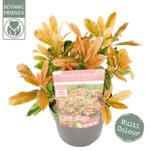 Photinia serratifolia Pink Crispy Photinia ser. 'Pink Crispy' ®
(1 Plants/Order)(19cmP 40cmH)