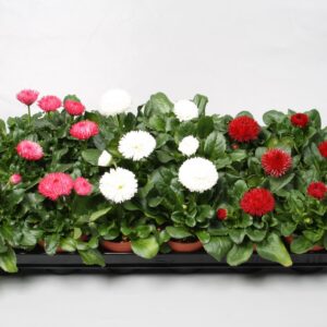 Bellis perennis Roggli Bellis Roggli. mixed op bak p9
(24 Plants/Order)(9cmP 20cmH)
