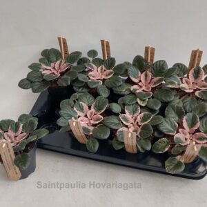 Saintpaulia Saintpaulia Hovariagata 12cm [variegata / bont]
(8 Plants/Order)(12cmP 15cmH)