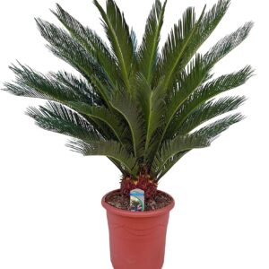 Cycas revoluta Cycas revoluta P32
(1 Plants/Order)(32cmP 110cmH)
