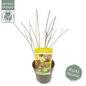 Acer palmatum Acer palm. 'Festival'
(1 Plants/Order)(19cmP 65cmH)