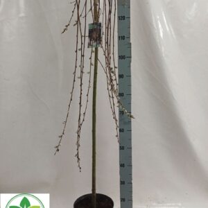 Salix caprea Kilmarnock salix caprea kilmarnock
(1 Plants/Order)(23cmP 140cmH)