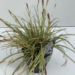Carex hachijoensis Evergold Carex 'Evergold'
(6 Plants/Order)(17cmP 30cmH)