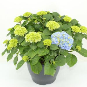 Hydrangea Bela Hydrangea Hi River Blue (Hortensia)
(1 Plants/Order)(32cmP 55cmH)