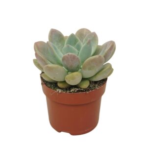 Succulenten mix Pachyveria opalina 12 cm
(8 Plants/Order)(12cmP 20cmH)