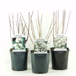 Philadelphus Philadelphus mix laag
(6 Plants/Order)(17cmP 40cmH)