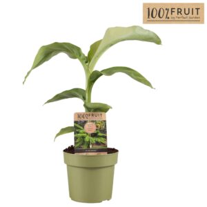 Musa basjo Musa Basjoo P21
(1 Plants/Order)(21cmP 75cmH)