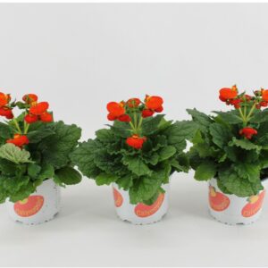 Calceolaria Calynopsis Orange Calceolaria Calynopsis orange
(6 Plants/Order)(15cmP 30cmH)