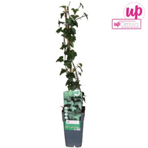 Hedera helix Hedera helix P15
(10 Plants/Order)(15cmP 65cmH)