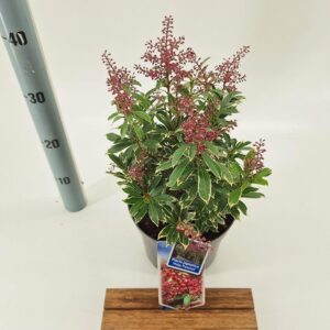 Pieris Passion Pieris jap. Polar Passion ('PPOBAS'PBR)
(1 Plants/Order)(19cmP 35cmH)
