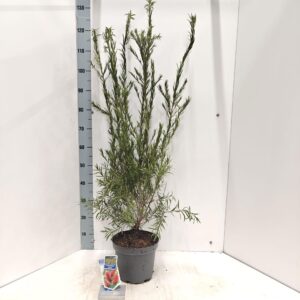 Callistemon citrinus Splen Callistemon laevis
(1 Plants/Order)(23cmP 100cmH)