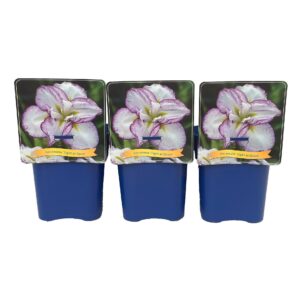 Iris ensata Light at Dawn' C5
(1 Plants/Order)(21cmP 35cmH)