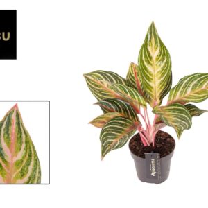 Aglaonema other Aglaonema Dreamcatcher
(10 Plants/Order)(12cmP 40cmH)