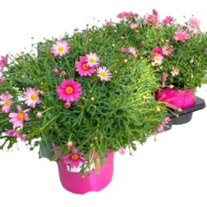 Argyranthemum other op Argyranthemum Frutescens "struik" - pink
(1 Plants/Order)(18cmP 45cmH)