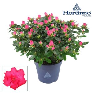 Rhododendron Hortinno Classic Rouge Hortinno® Home 'rood' 25 - 27 cm
(8 Plants/Order)(13cmP 25cmH)