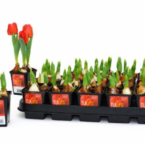 Tulipa (Double Early Grp) Red Baby Tulp Red Baby 7 cm
(20 Plants/Order)(7cmP 15cmH)