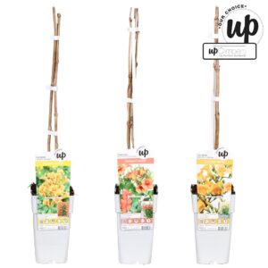 Campsis x tagliabuana Campsis Our Choice mix laag P15
(50 Plants/Order)(15cmP 65cmH)